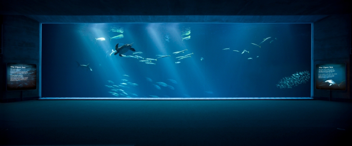 Open Sea window with a view of sea turtle, tuna and barracuda