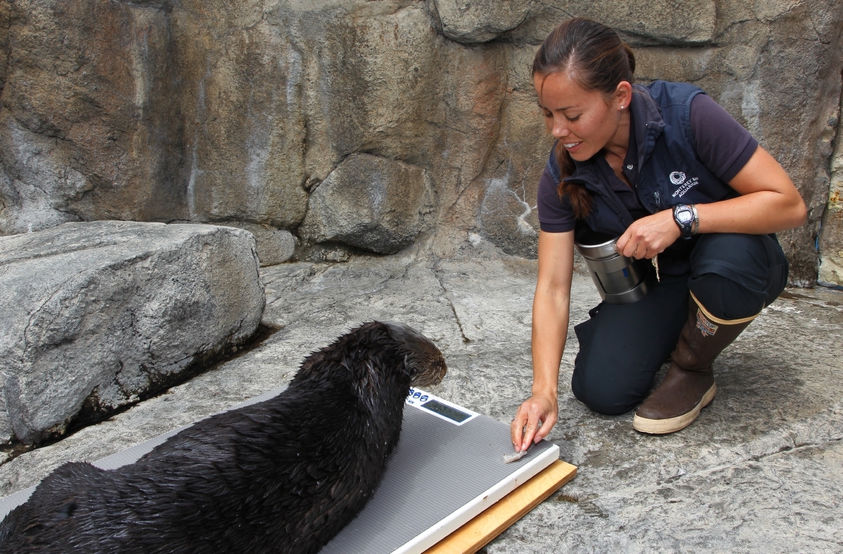 Sea otter with trainer