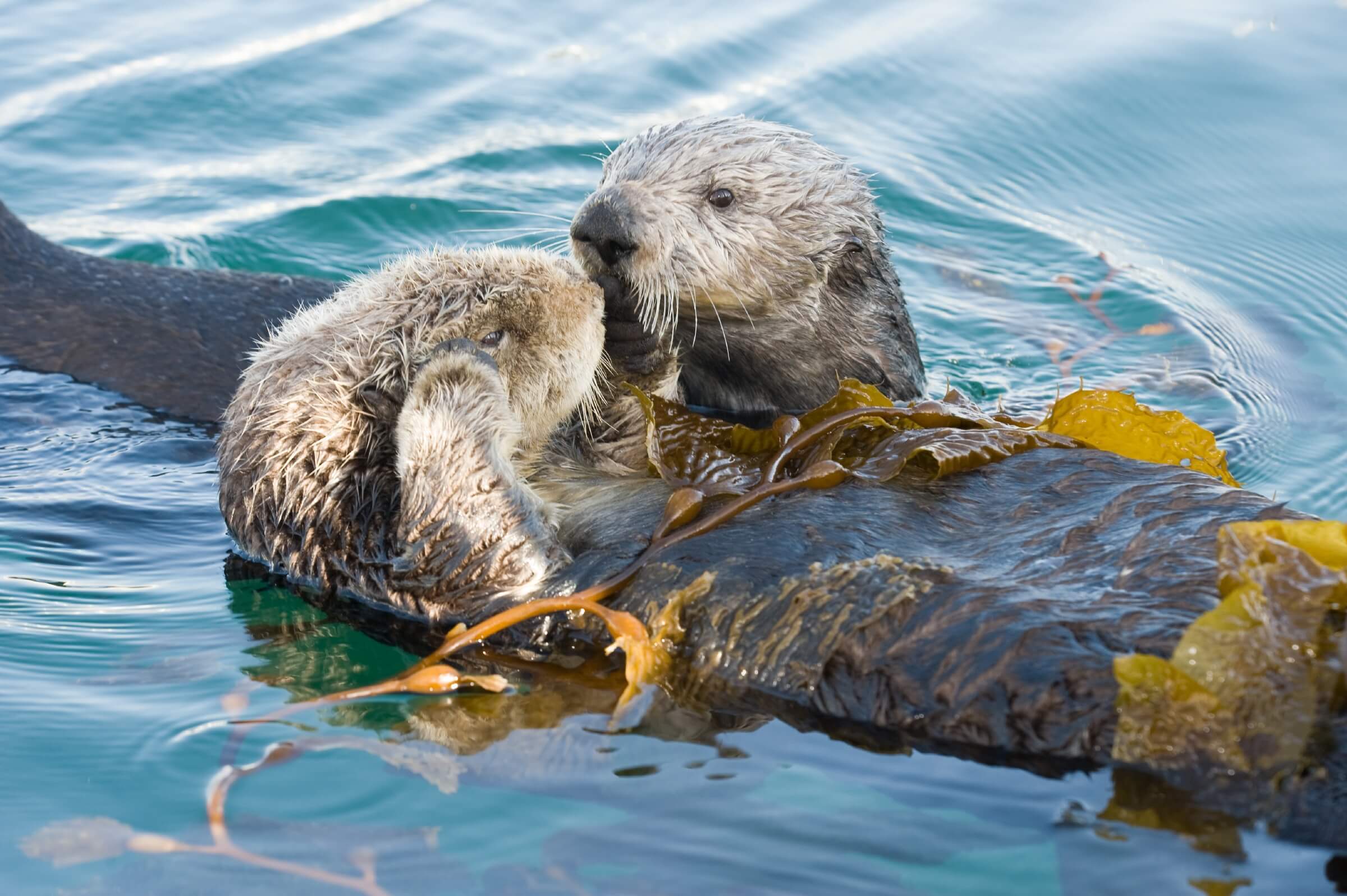Two sea otters wrapped in kelp touching noses