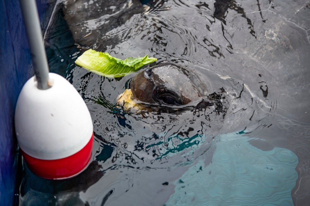 Sea otter with trainer