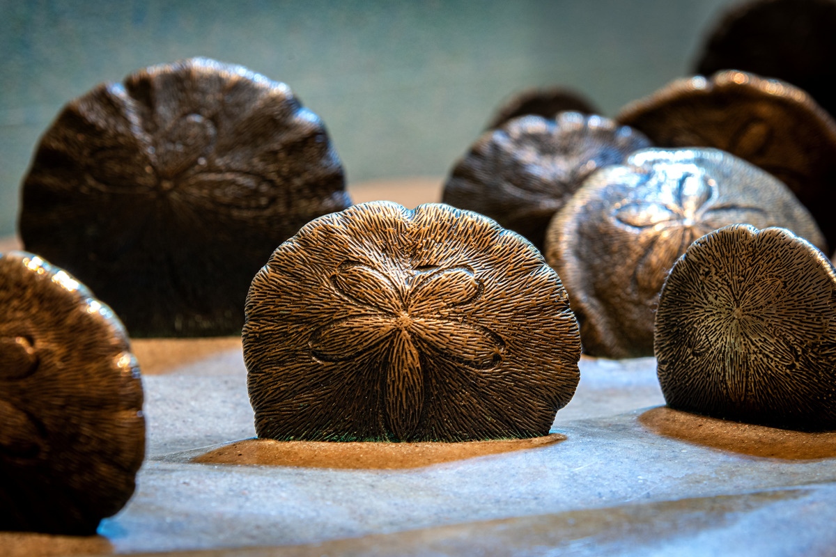 Bronze sculptures of sand dollars sit vertically in an Aquarium display as if they’re catching drifting bits of food