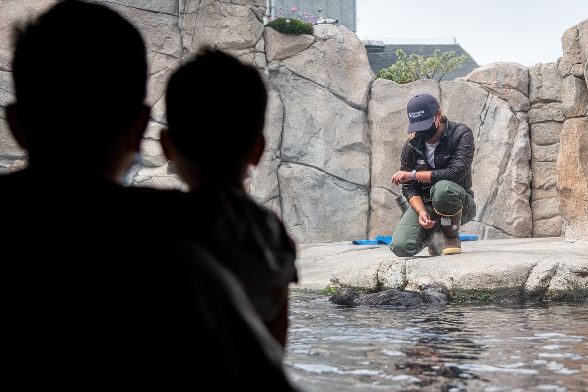 The silhouettes of an older person holding a child look into the Sea Otter Exhibit at a trainer kneeling down on the rockwork, looking at a sea otter at the water’s surface