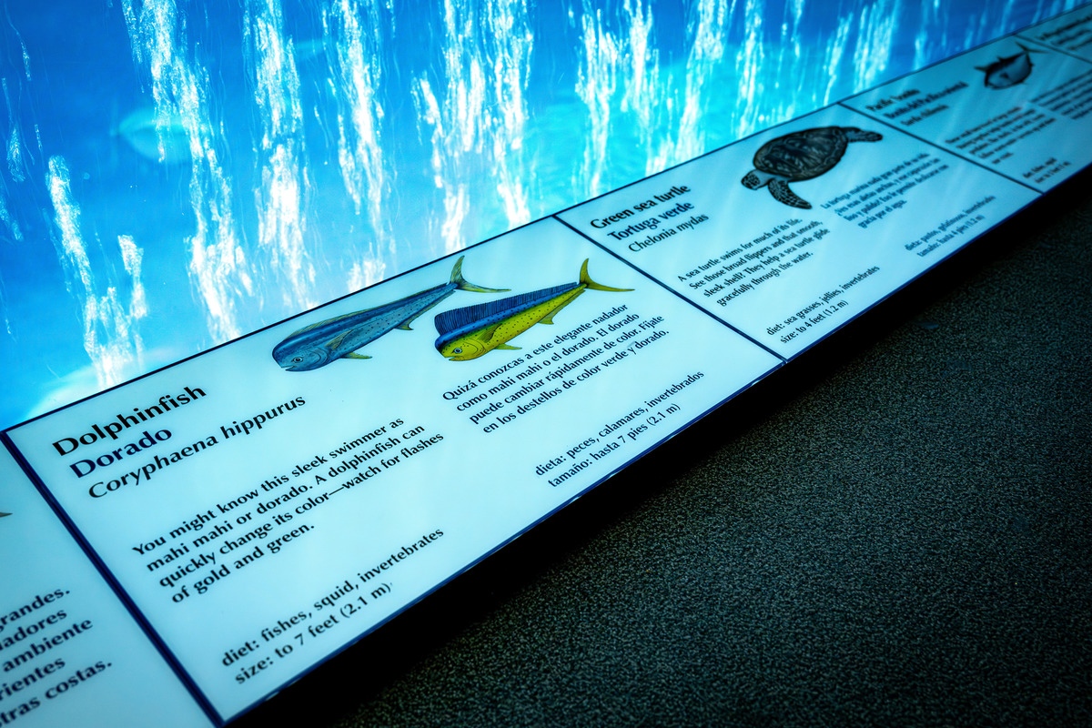 The exhibit label for dolphinfish at the Open Sea exhibit features text in both English and Spanish