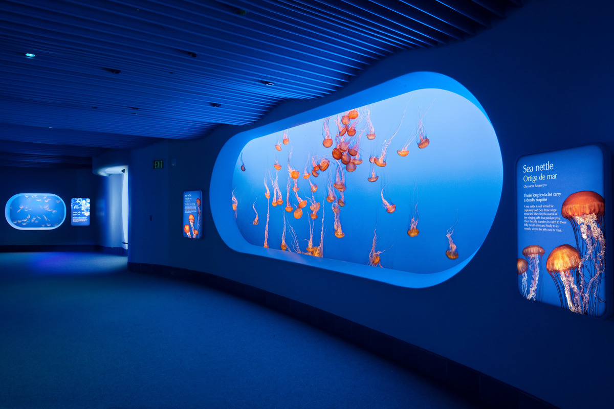 A view of the walkway into the Open Sea showing the low light with sea nettle exhibit on the right wall