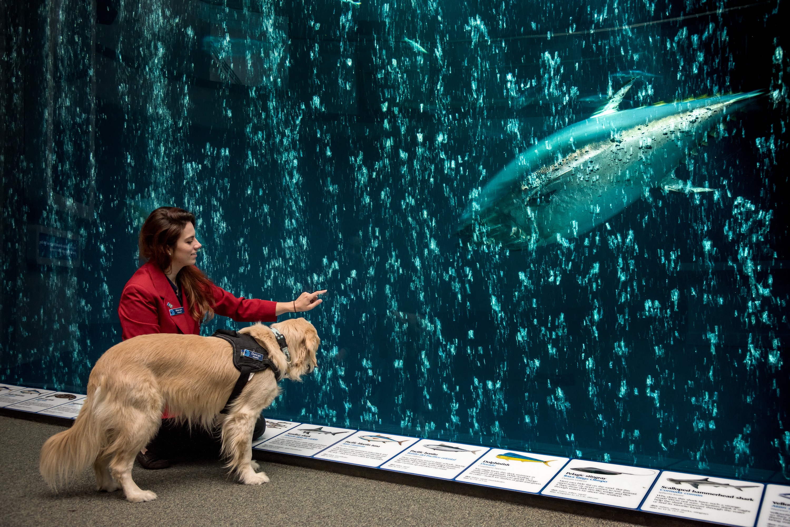 A golden retriever type service animal stands next to a person with a red jacket and long brown hair. The person is pointing through an exhibit window at a large tuna in the Open Sea exhibit