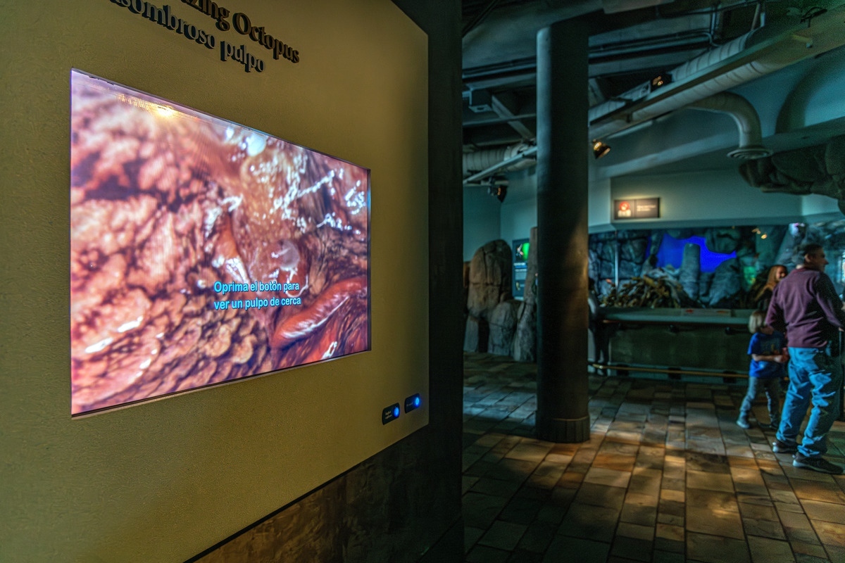 A view of the giant Pacific octopus video across from their exhibit shows and image of the red mottled and textured skin of an octopus with blue text captions