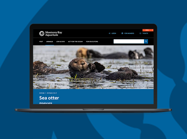 A laptop shows the Monterey Bay Aquarium website on the Sea otter animal page