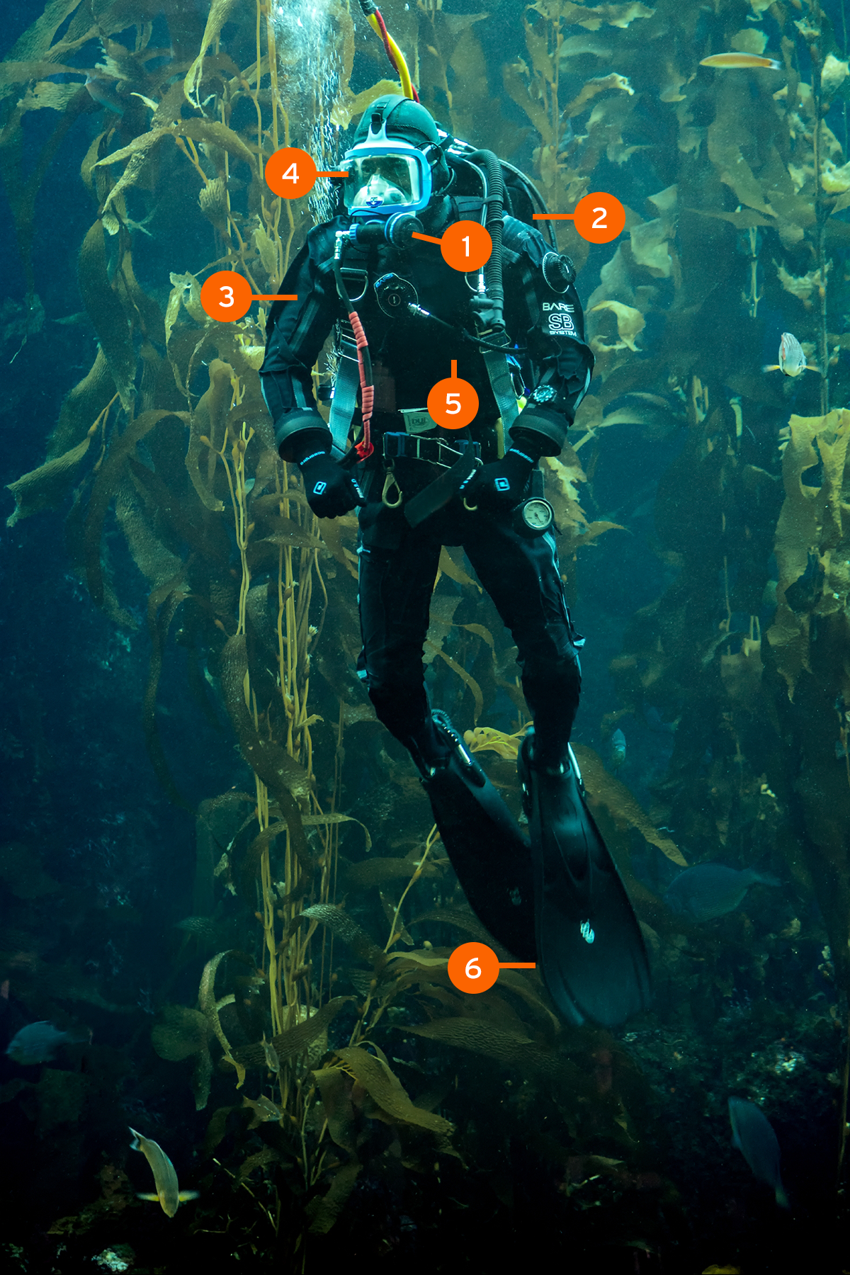 A scuba diver in full black gear and a blue mask swims vertically through a giant kelp forest, with orange numbered labels identifying different parts of the diving equipment