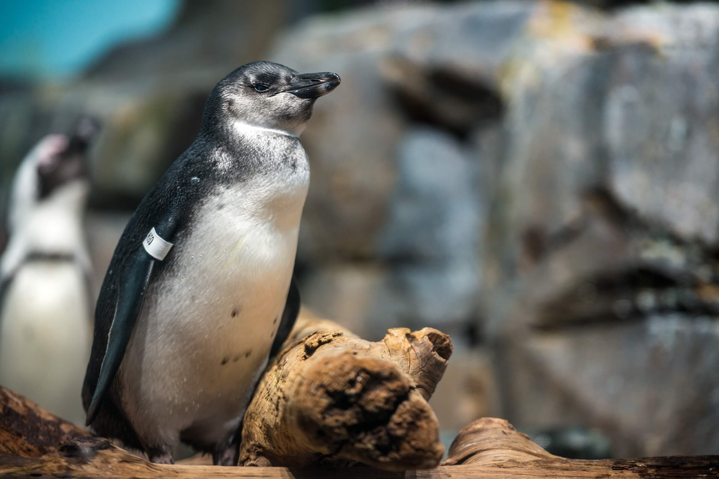 African Penguin , Amigo, on exhibit in the Splash Zone