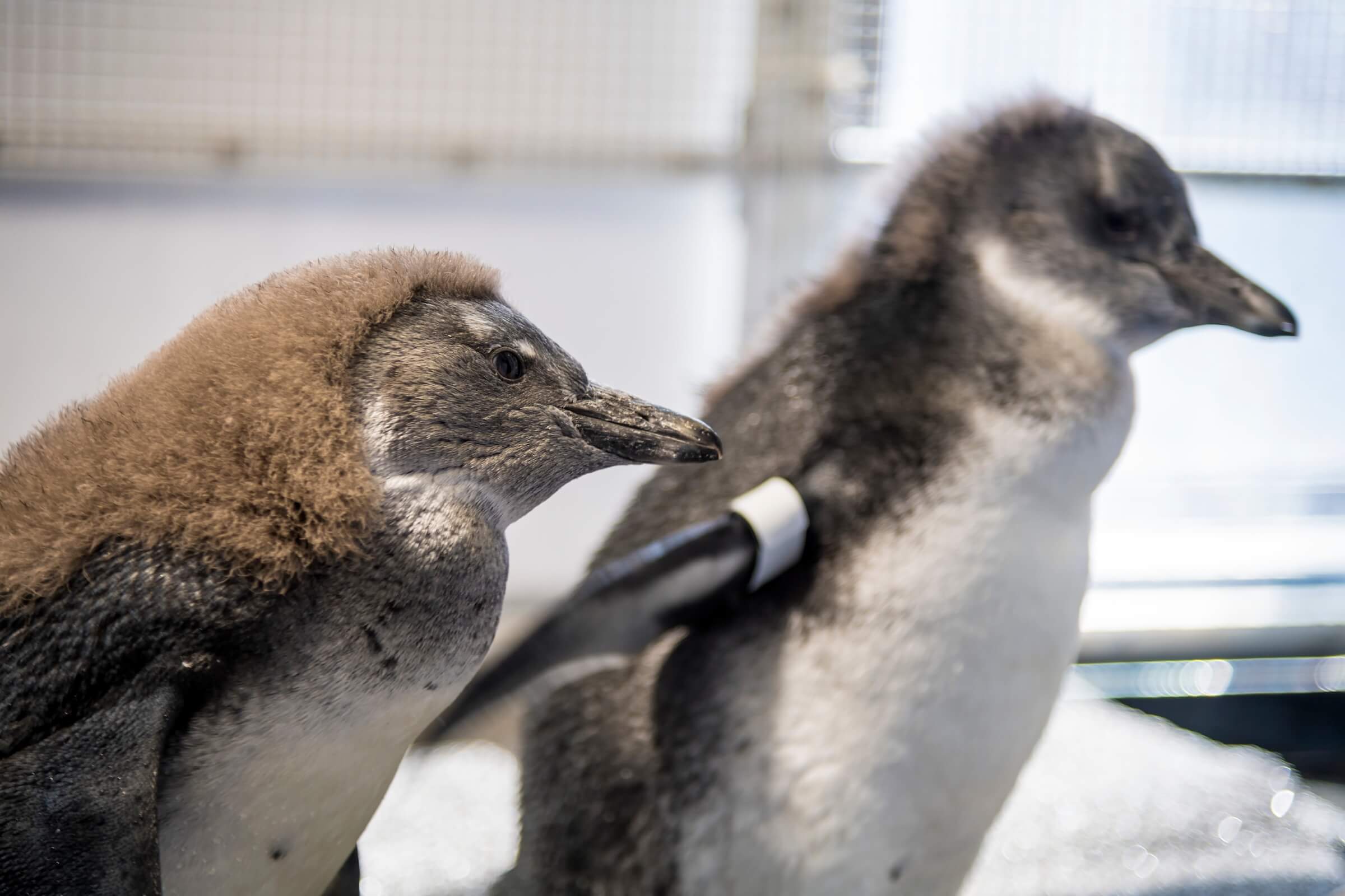 African penguin chicks
