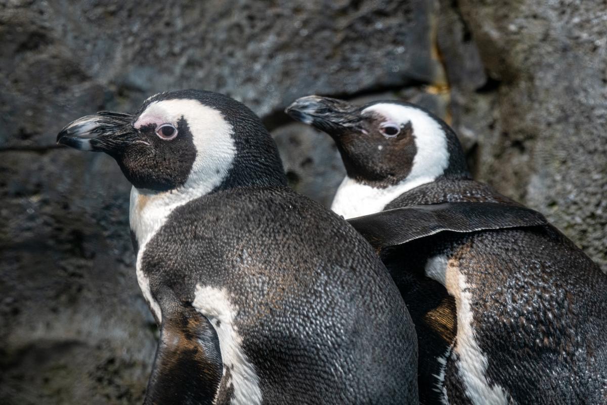 Two African penguins stand next to each other, one with its wing over the other