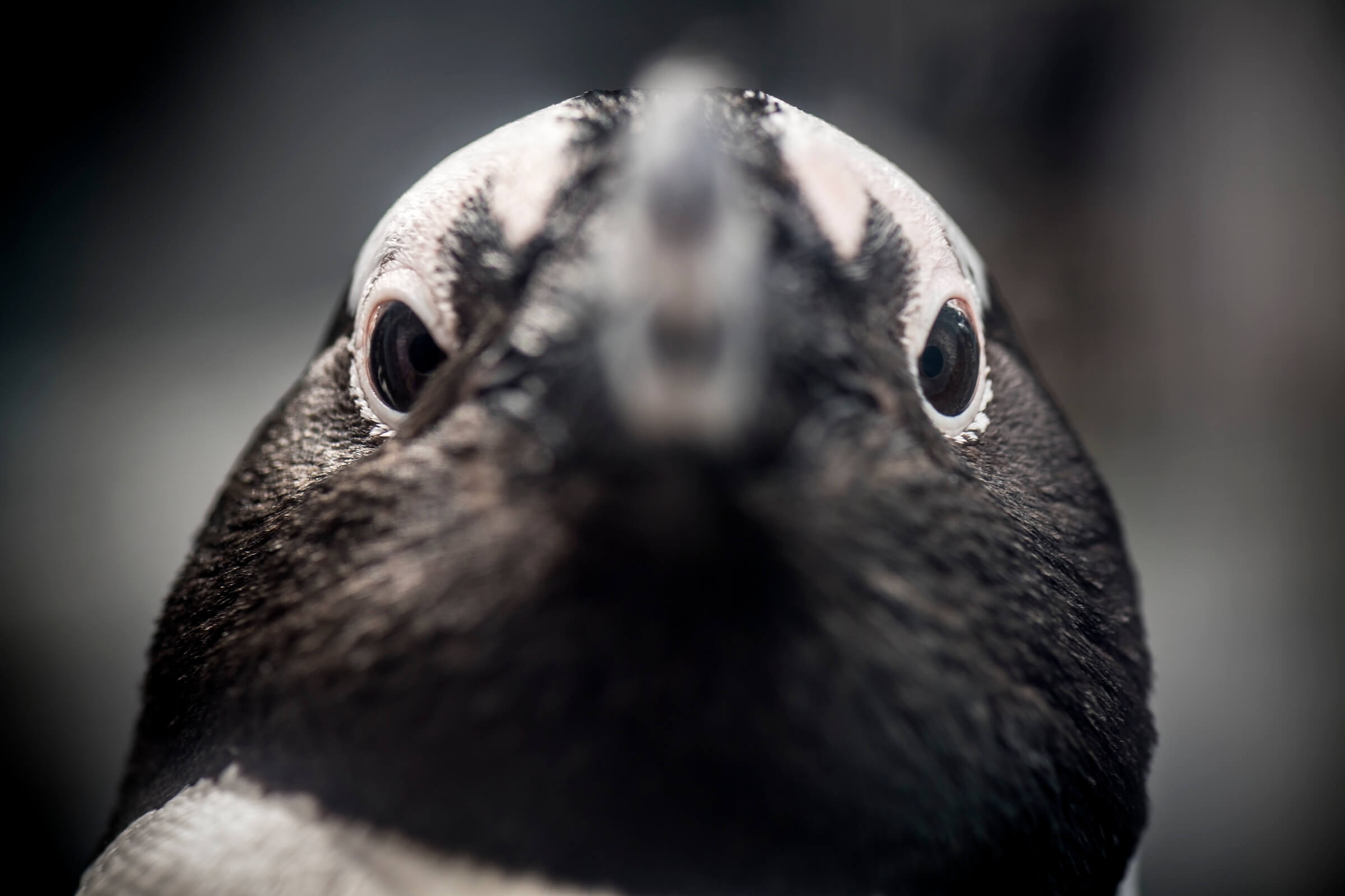Close-up head-on view of an African penguin's face