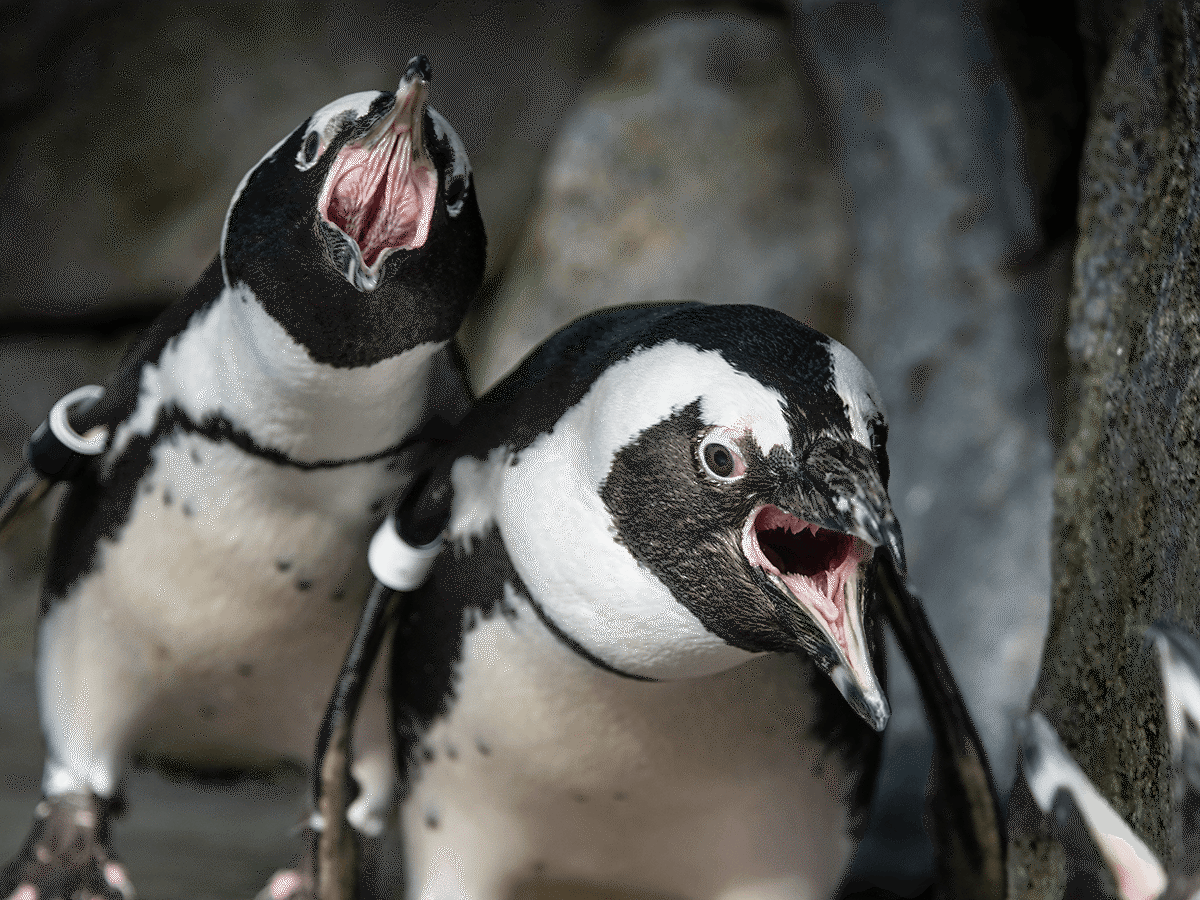 Two African penguins braying and vocalizing on exhibit