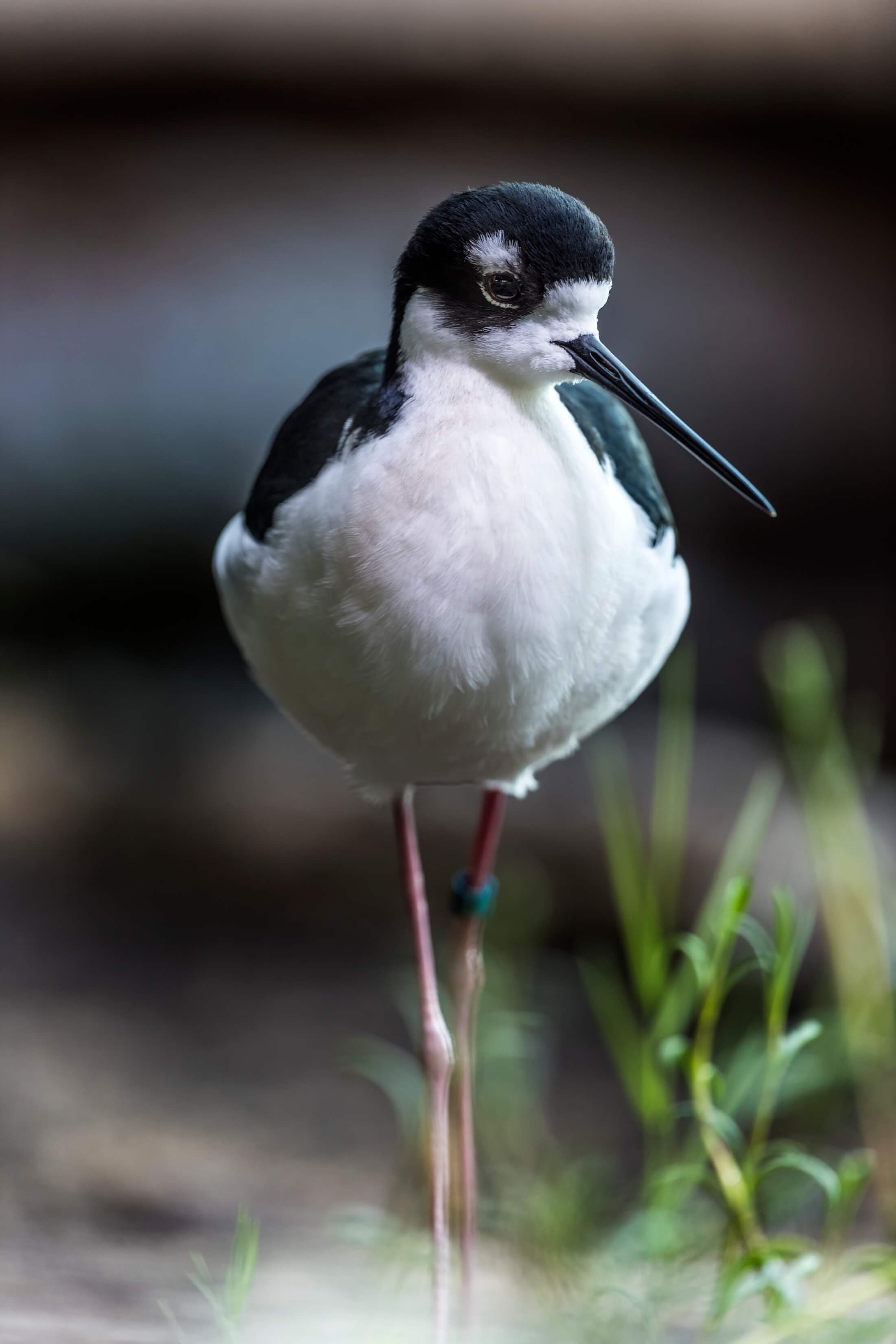 Front facing view of a black-necked stilt with its head slightly turned to the side