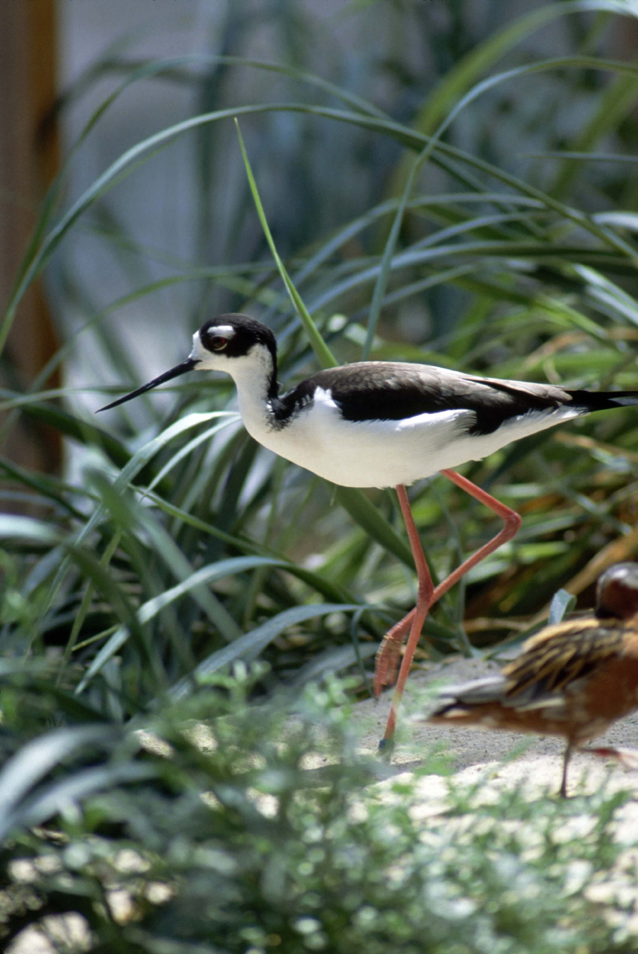 Side view of a black-necked stilt as it walks