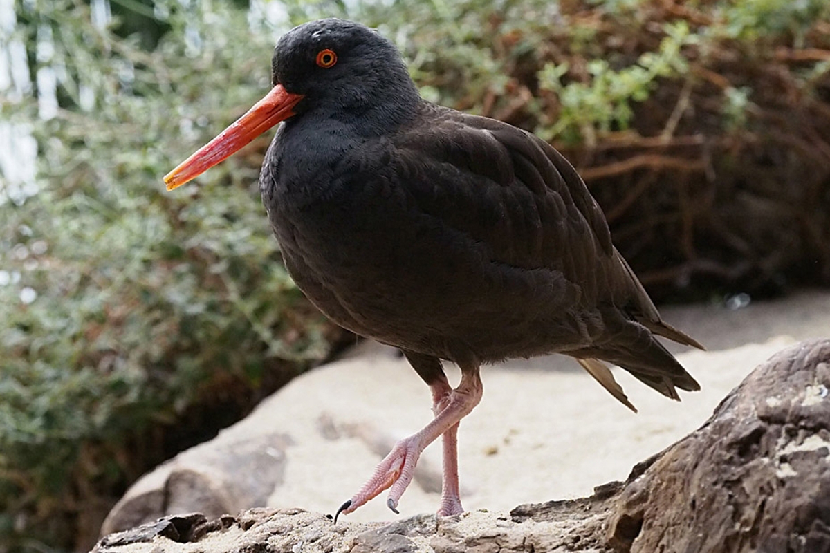 Black oystercatcher