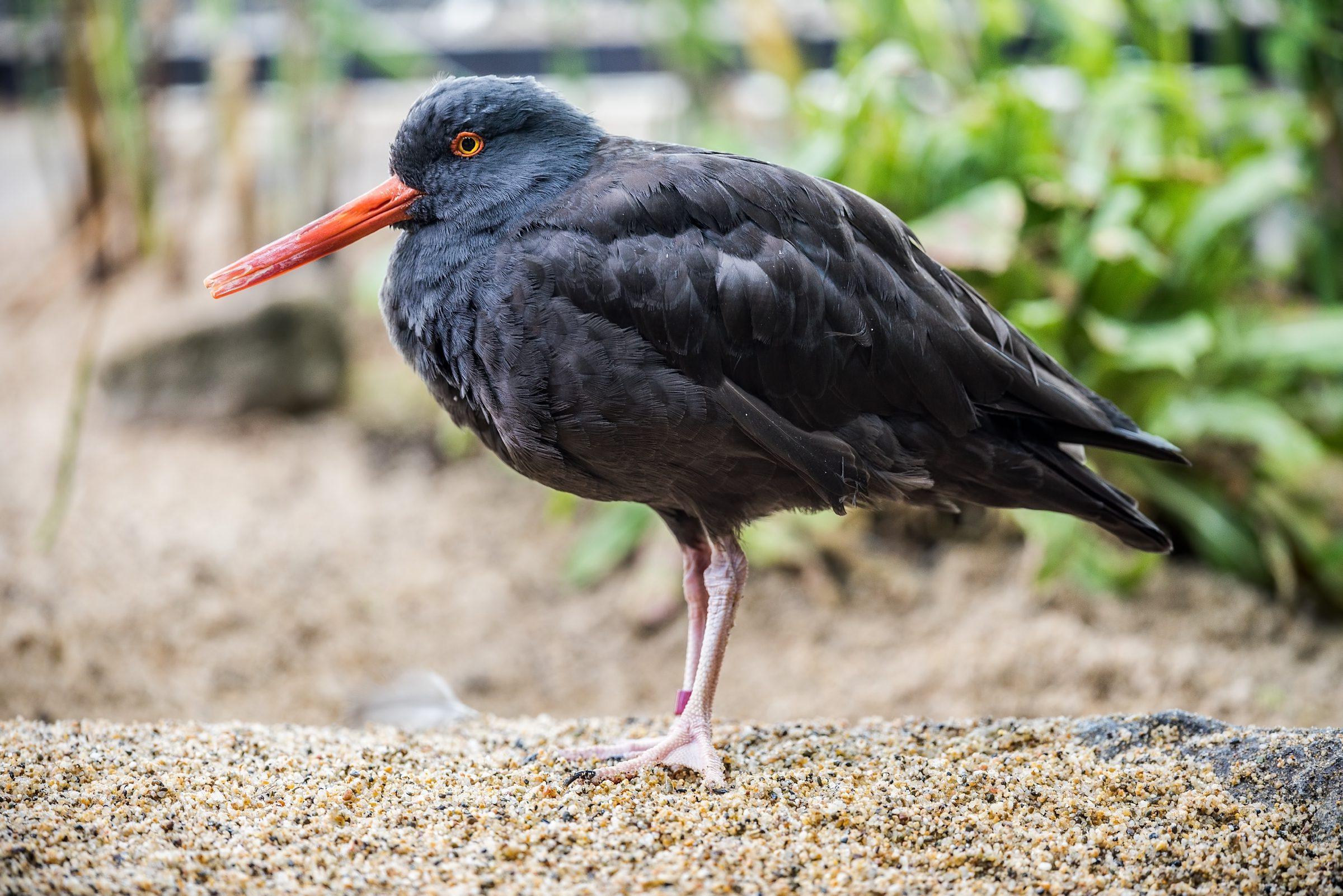 Black oystercatcher