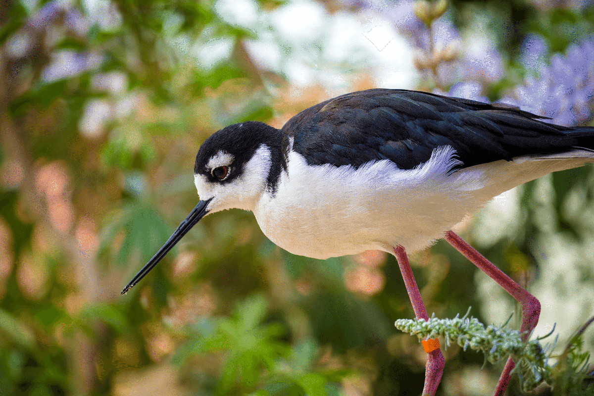 Black-necked stilt with a long, slender black beak and pink legs stands gracefully on a branch, set against a blurred green and purple background