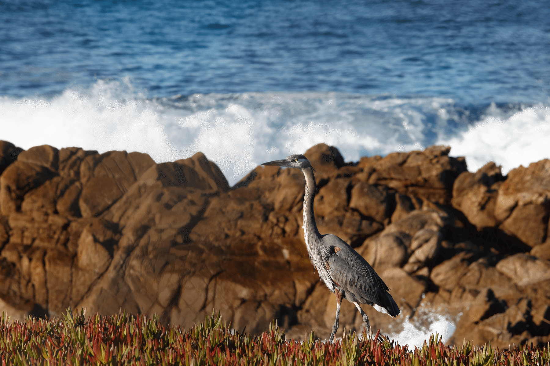A great blue heron sitting on ice plant along the coast of Monterey Bay.