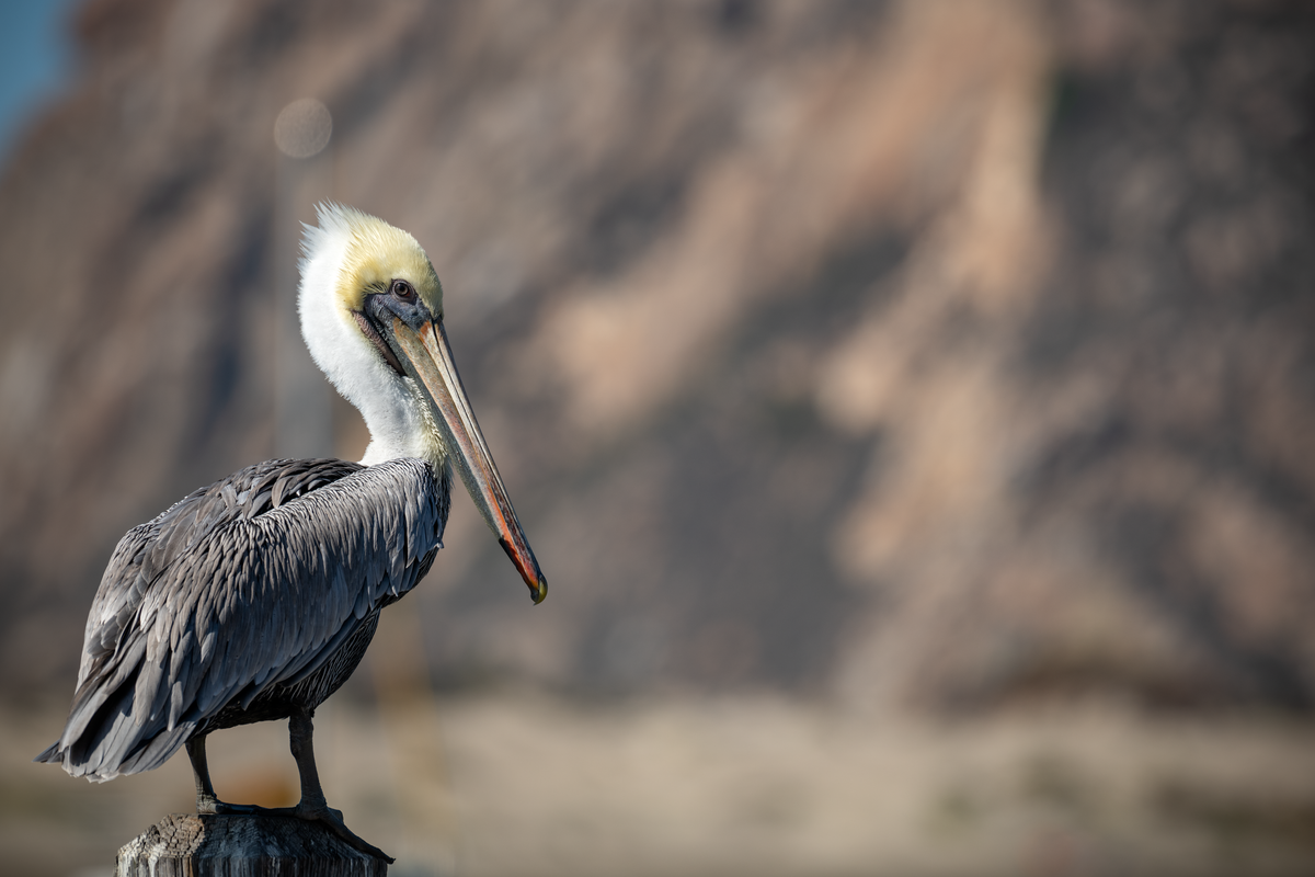 A brown pelican perched on a wooden post, facing left with a long bill against a blurred rocky background