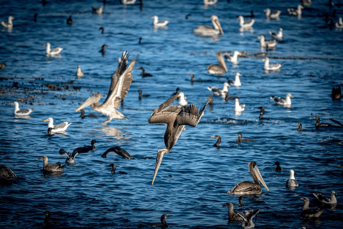 California brown pelicans dive for food in Monterey Bay as millions of anchovies arrive, providing a hearty breakfast