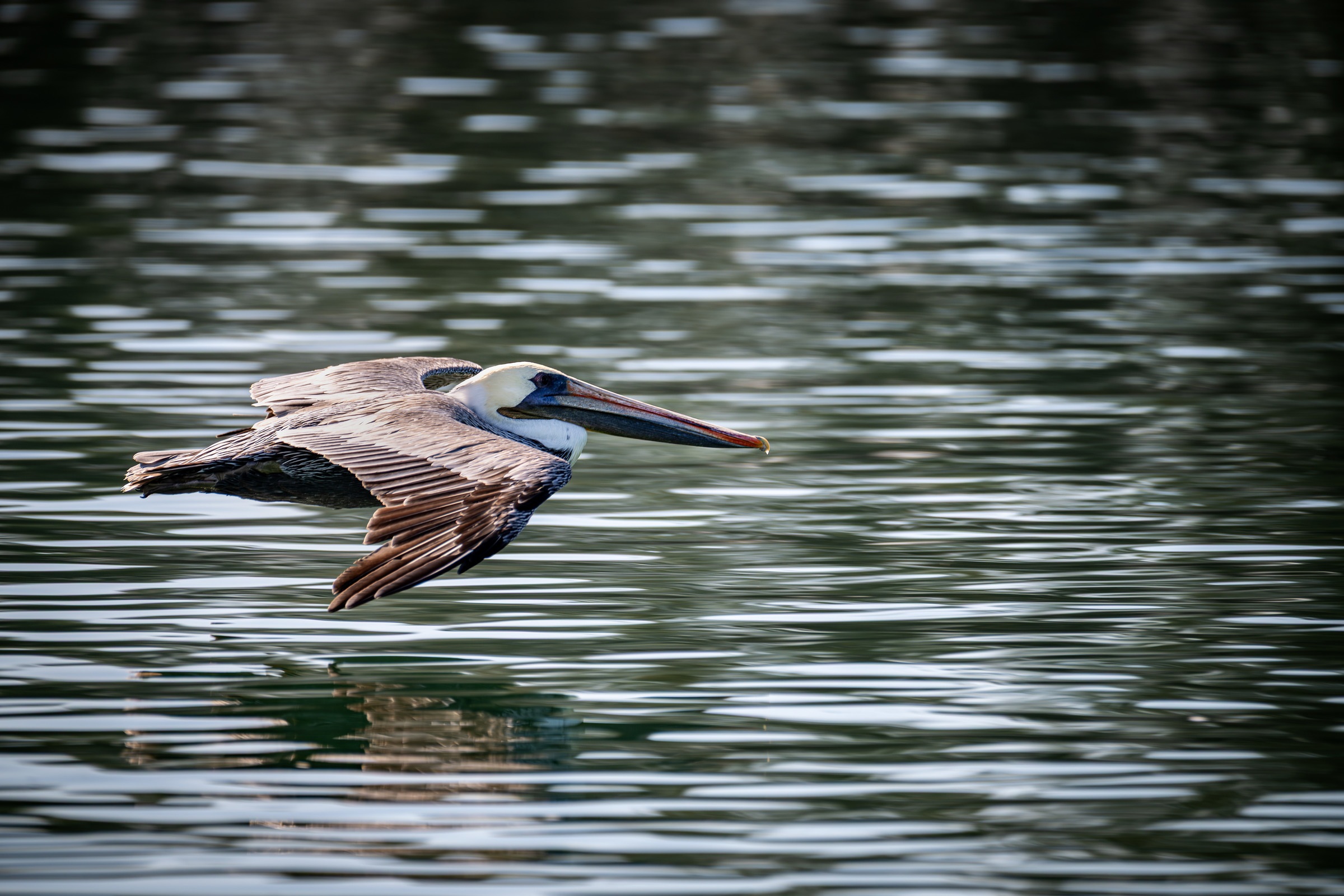 A California brown pelican glides above the surface of the water in the Elkhorn Slough