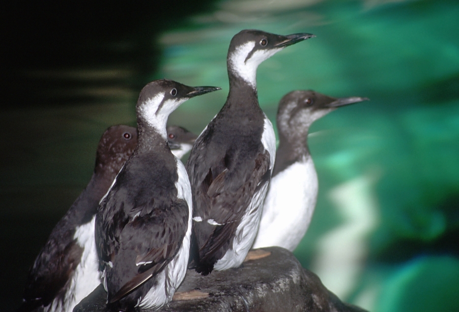 Common murre on haulout in Monterey Bay Habitats exhibit