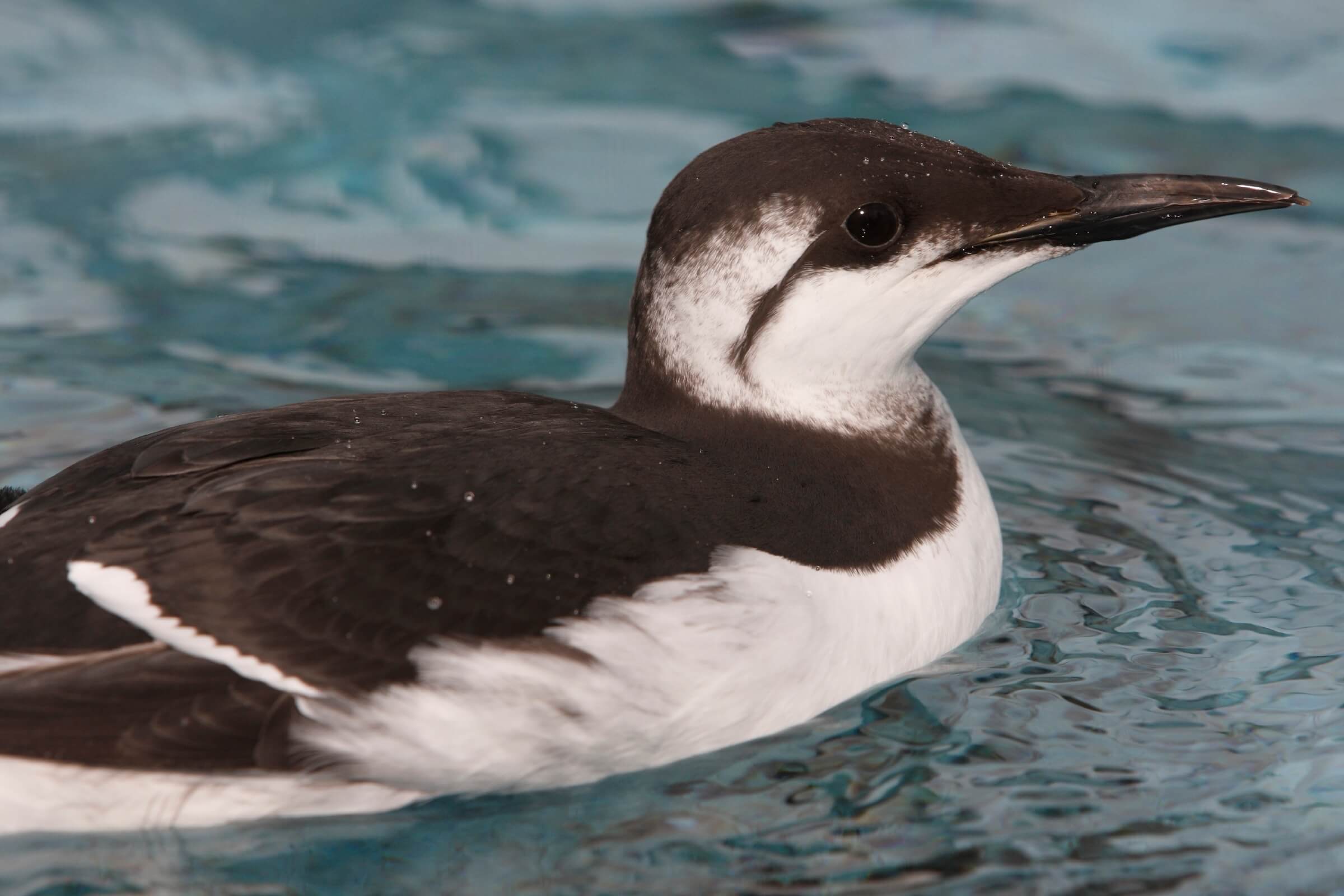A common murre