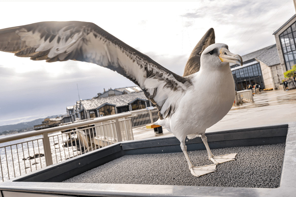 Laysan albatross makana with long wings pale plumage standing on top of a cart outside on the Tide Pool Deck