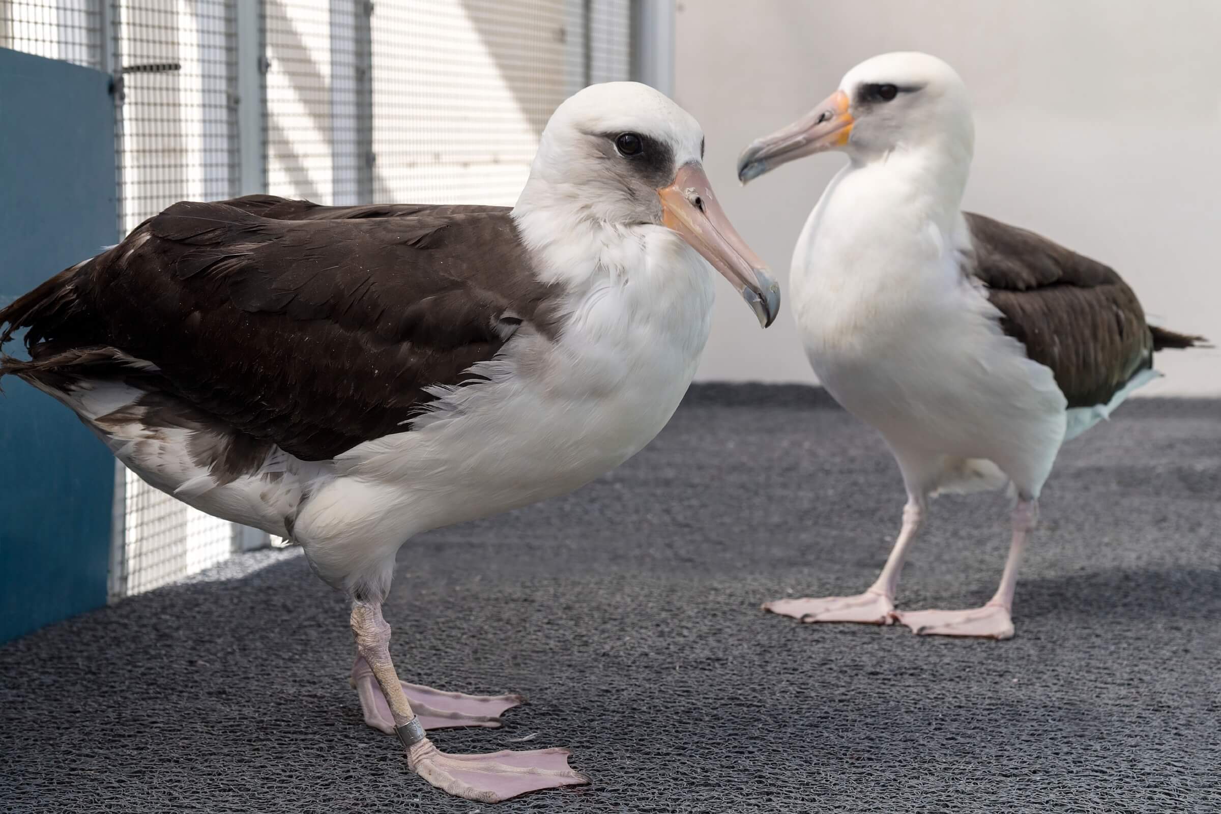 Laysan albatrosses Makana and Alika