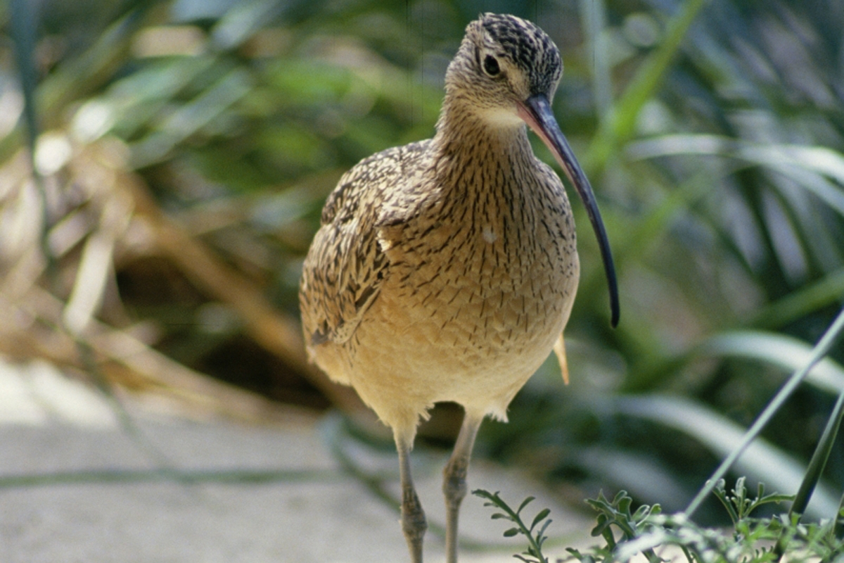A long-billed curlew standing amongst shrubs in the Aviary