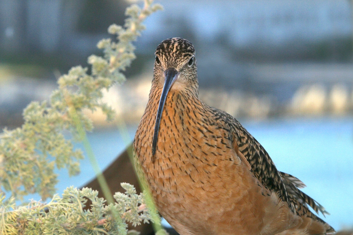 Long billed curlew bird with a long, slender beak stands near light green foliage