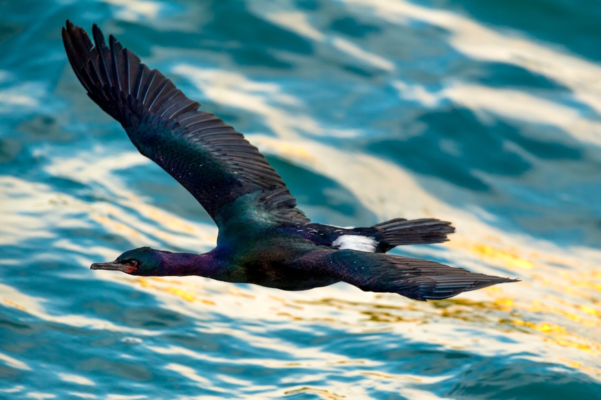 A pelagic cormorant flying over Monterey Bay