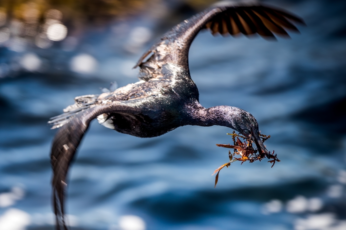 A pelagic cormorant flying with nesting material over Monterey Bay