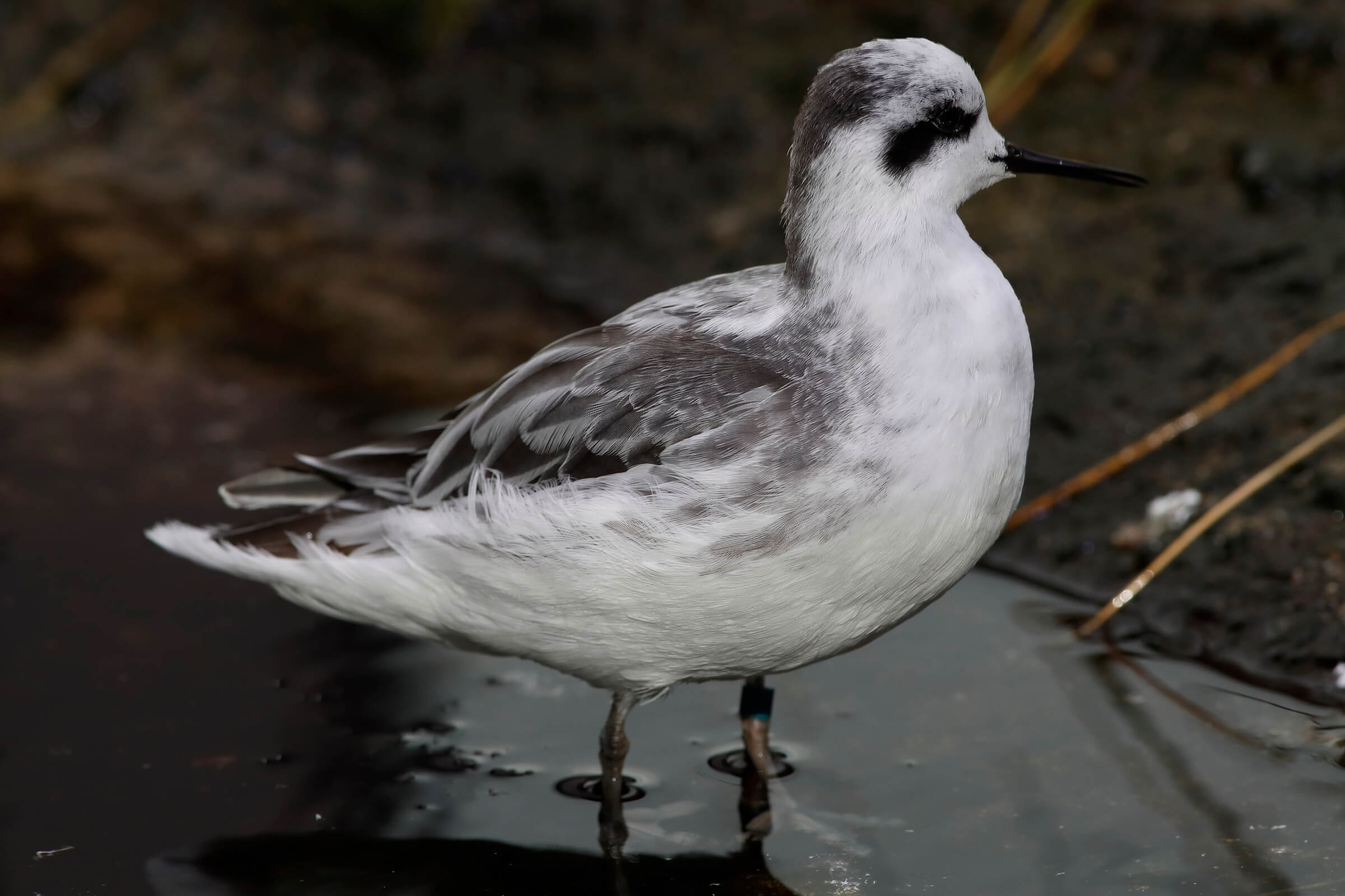 A male red-necked phalarope with winter plumage