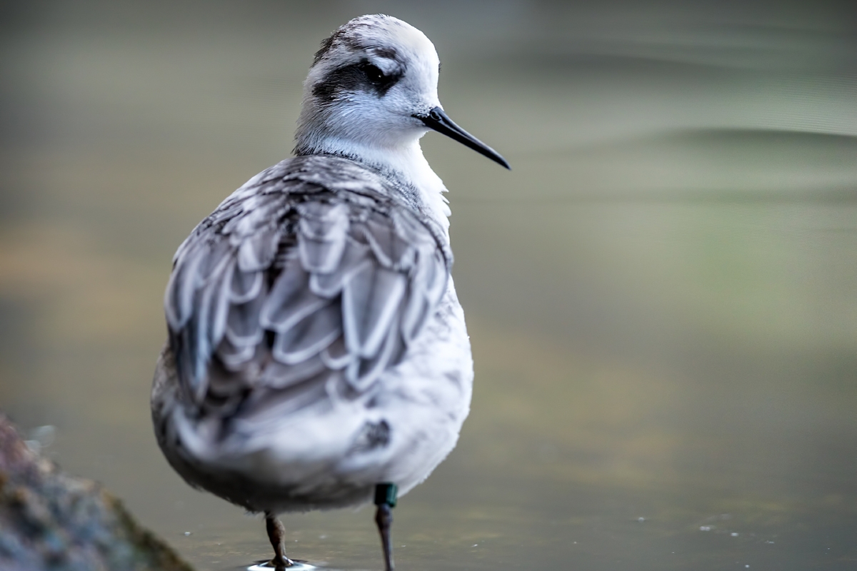 A red-necked phalarope (Phalaropus lobatus) displaying winter plumage