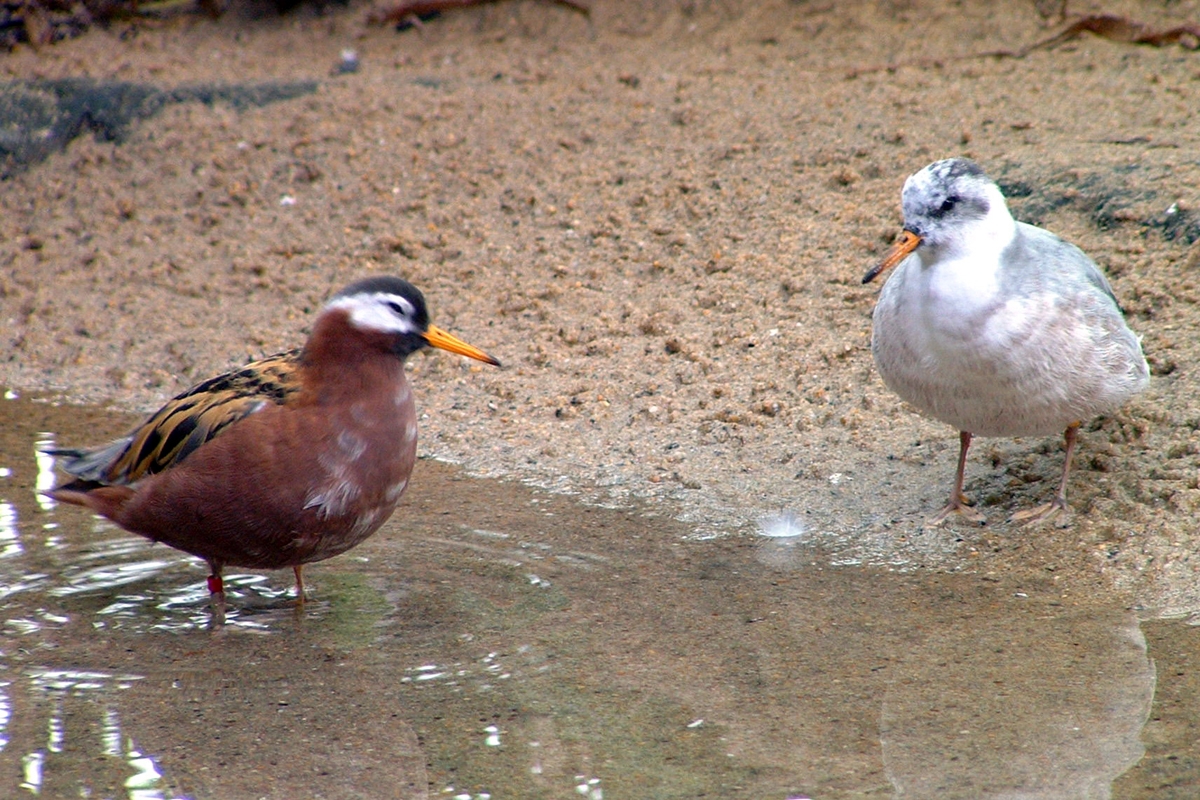 Two red phalaropes
