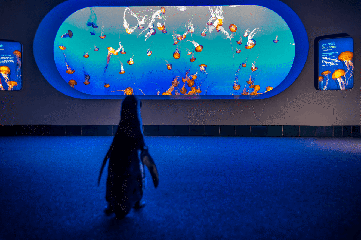 African penguin, Rey, standing in front of the sea nettle exhibit