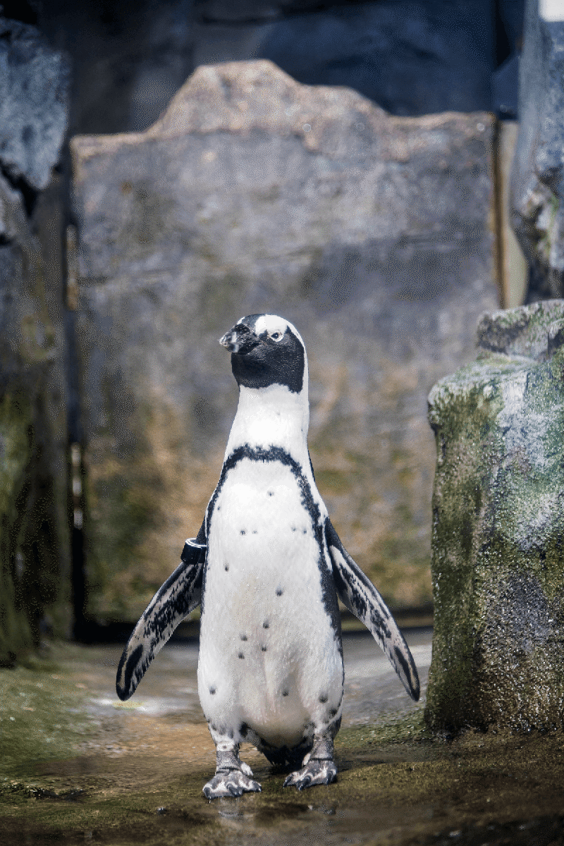 African penguin, Rey, standing with its arms out on the side on exhibit