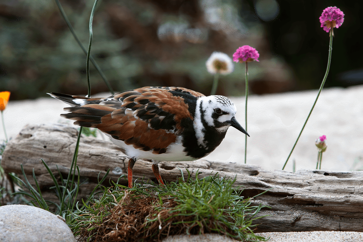 A male ruddy turnstone in breeding plumage standing near pink flowers and a large piece of birchwood in the aviary