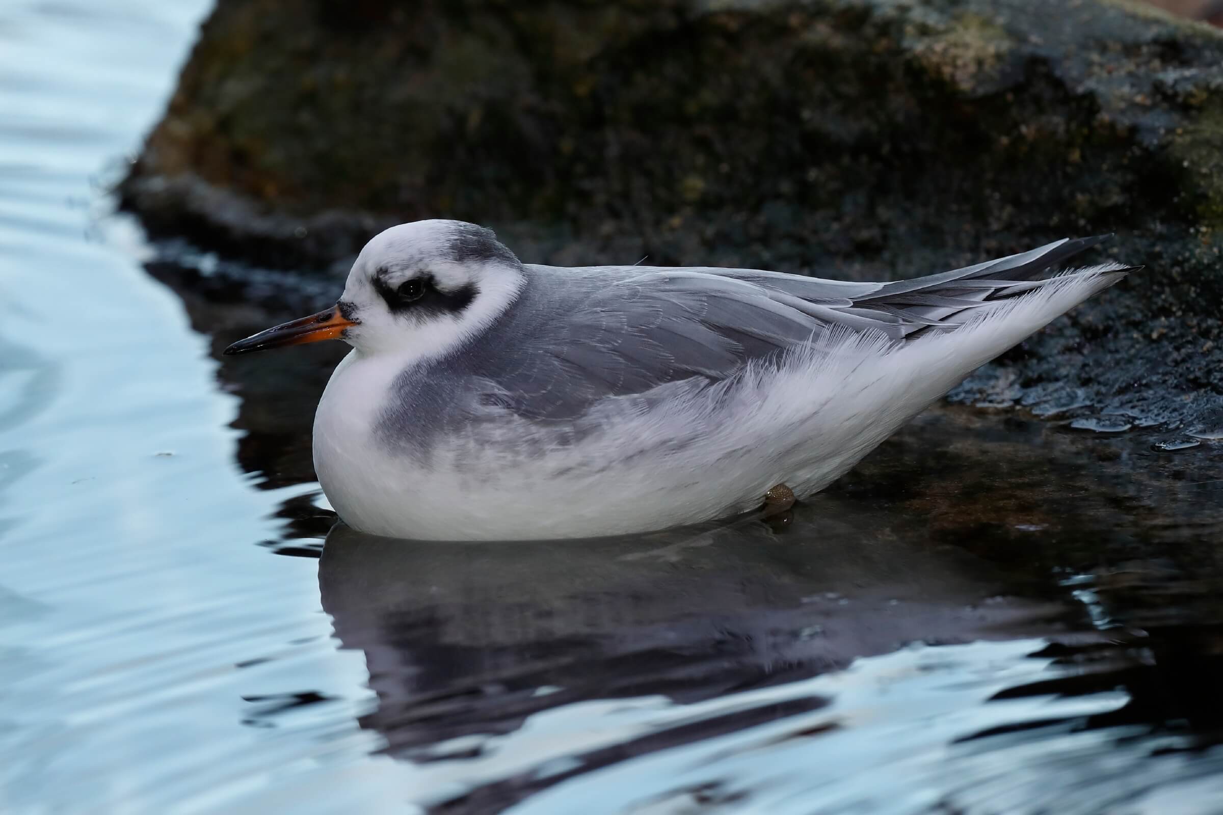 A male red phalarope with winter plumage in the Aviary exhibit