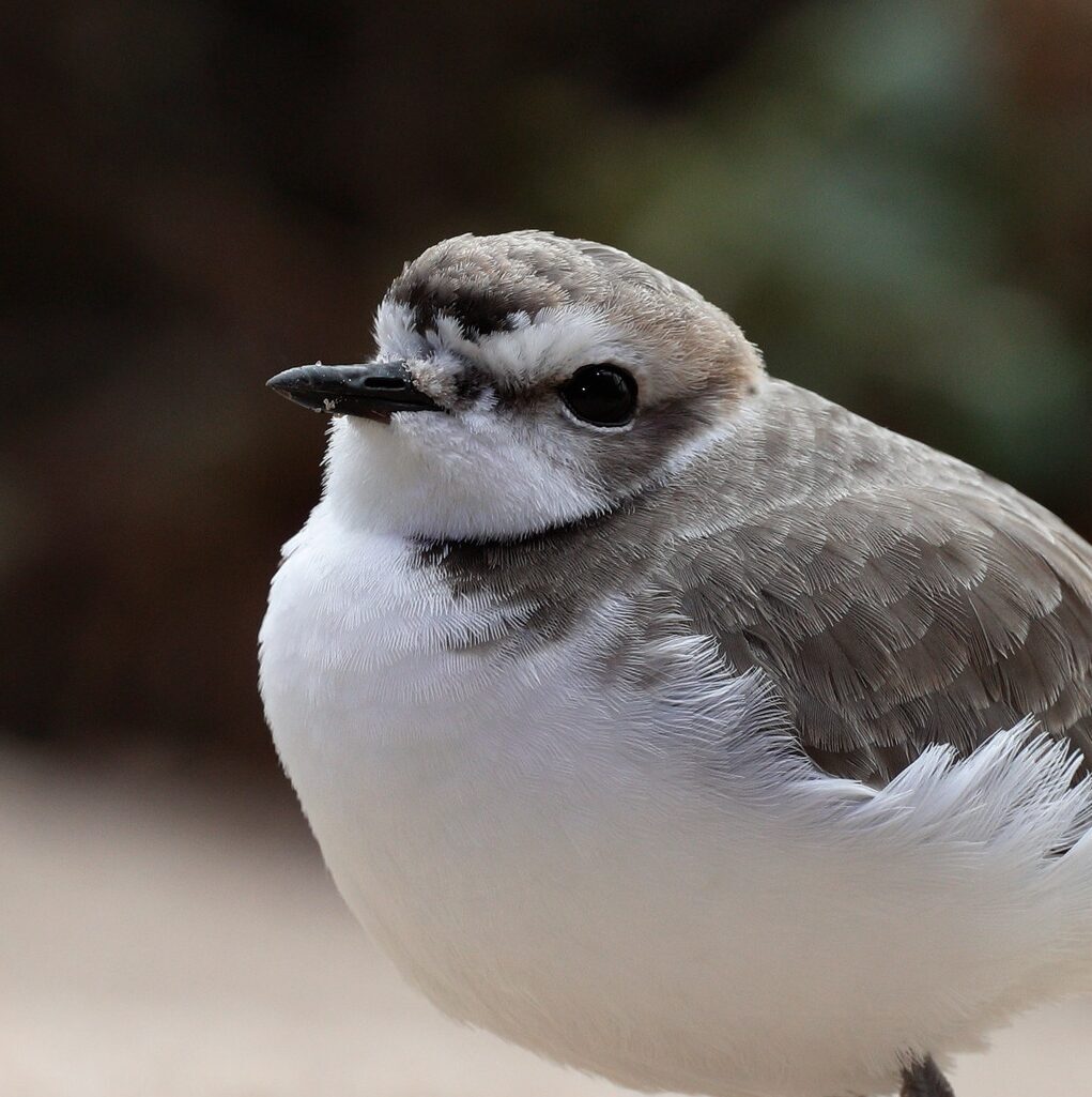 Female Western snowy plover in summer plumage, standing on sand, with a white belly and brown-gray feathers on top