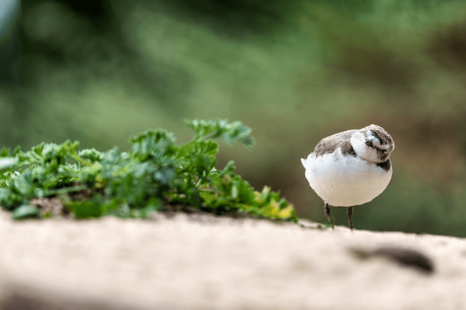 Small snowy plover standing on sand near a plant, white belly, black beak, head tilted, looking straight ahead