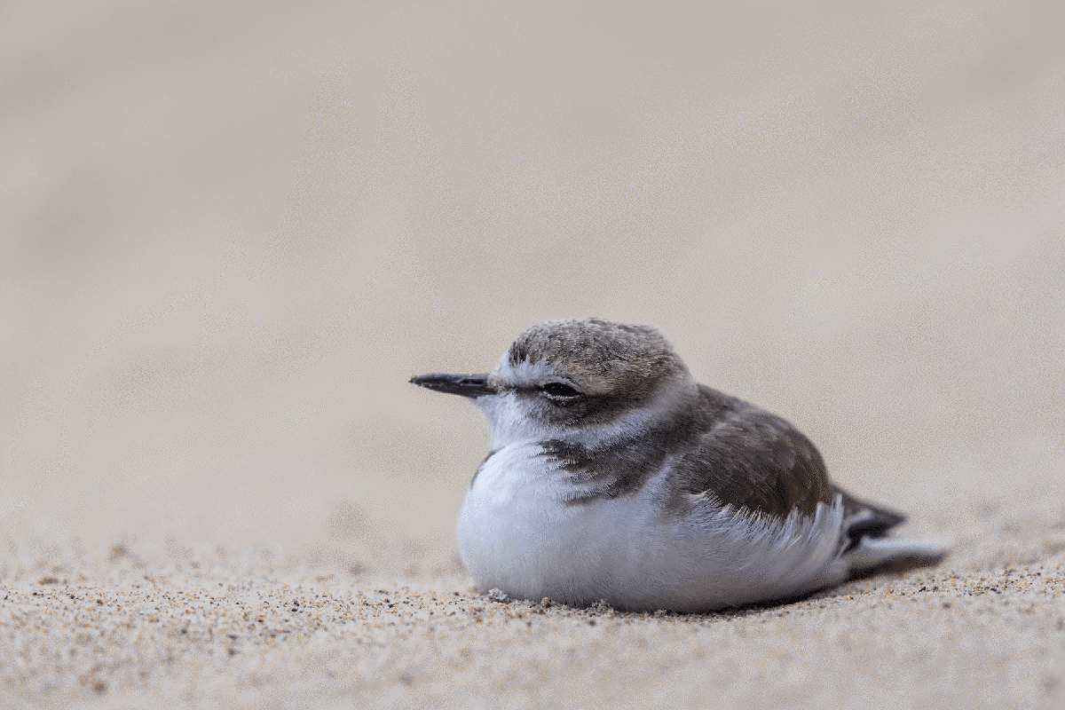 Small snowy plover sitting in sand, with a white belly, small black beak, and light brown-gray feathers on its head and back