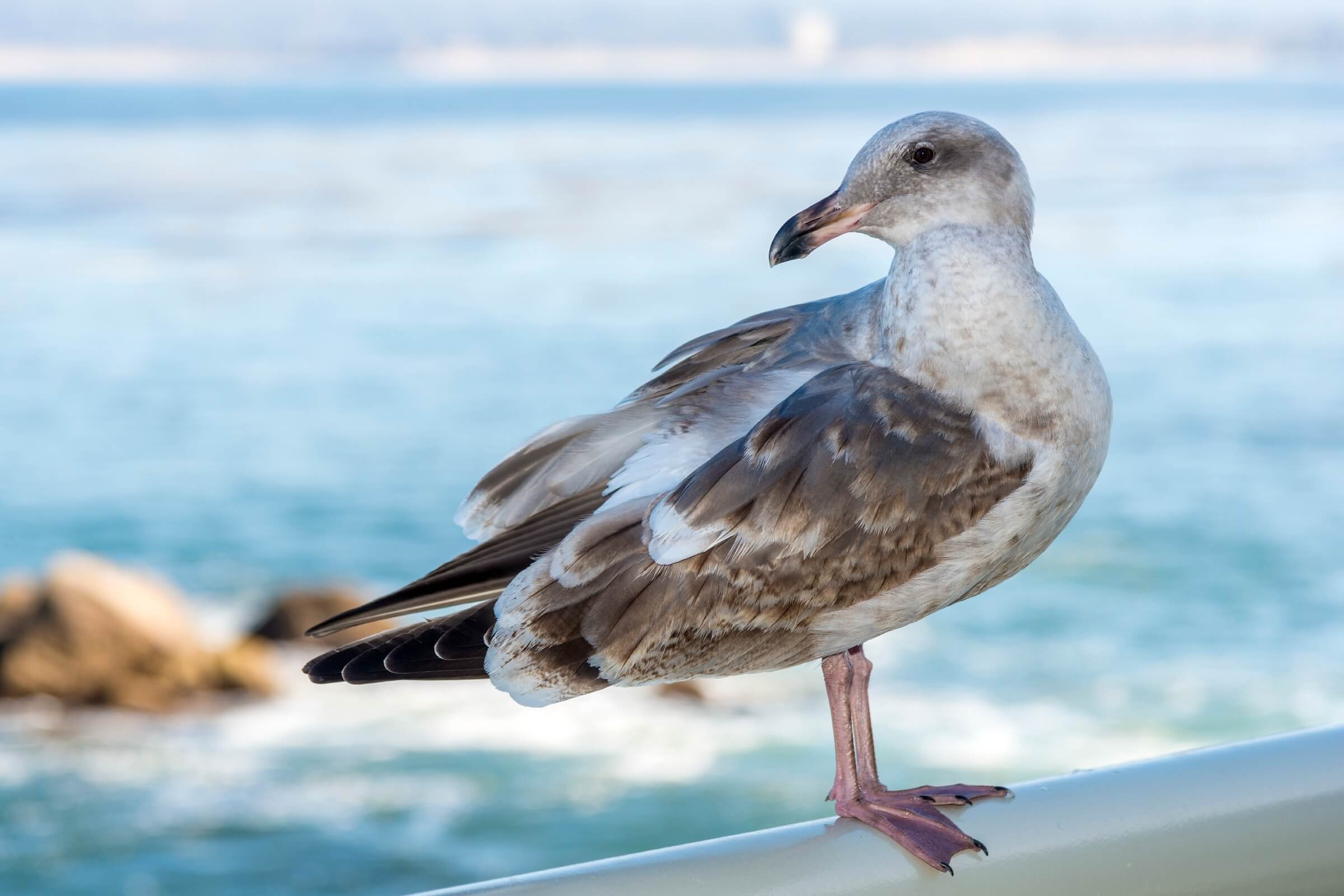 A Western gull near the Wildlife Viewing Station