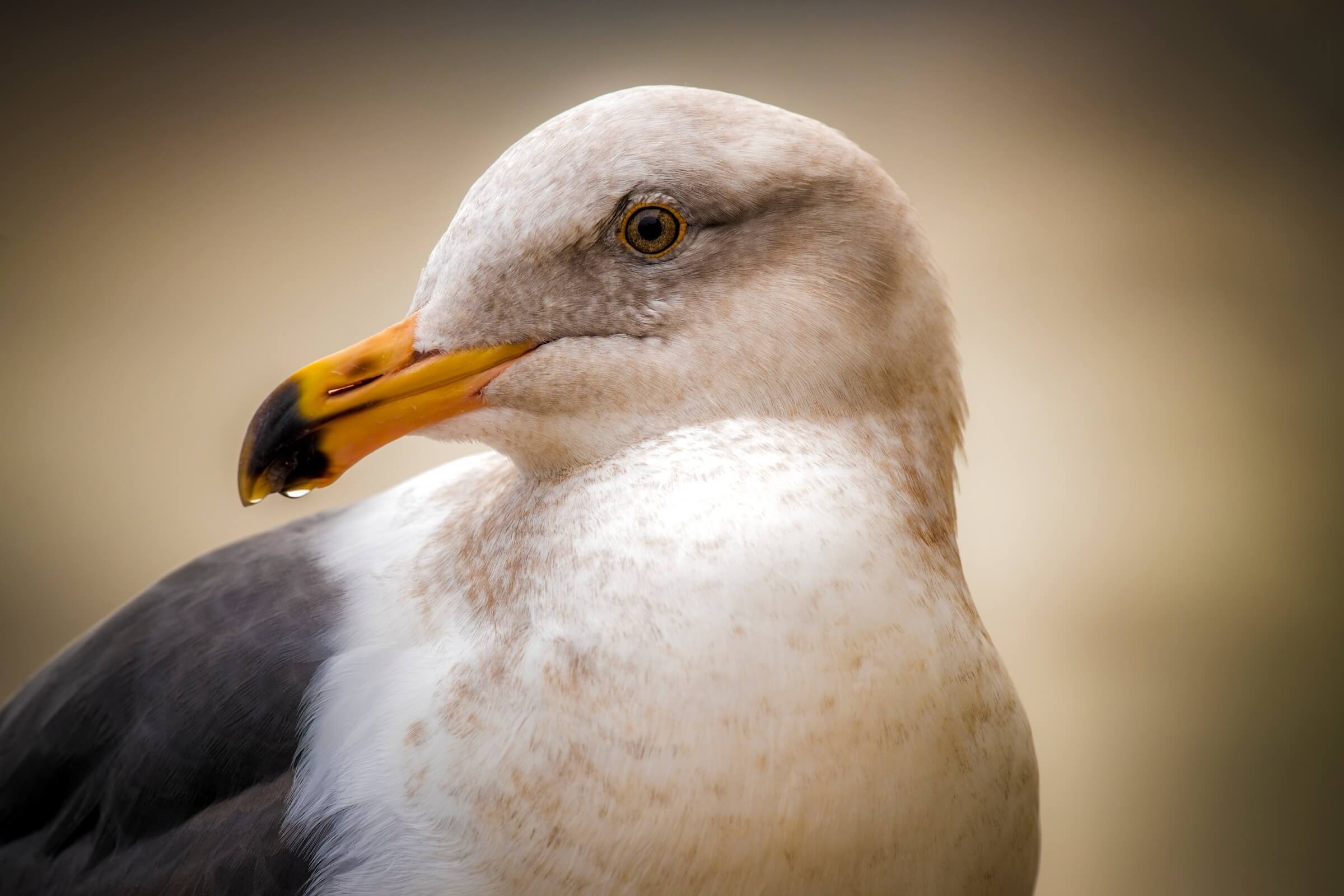 A Western gull