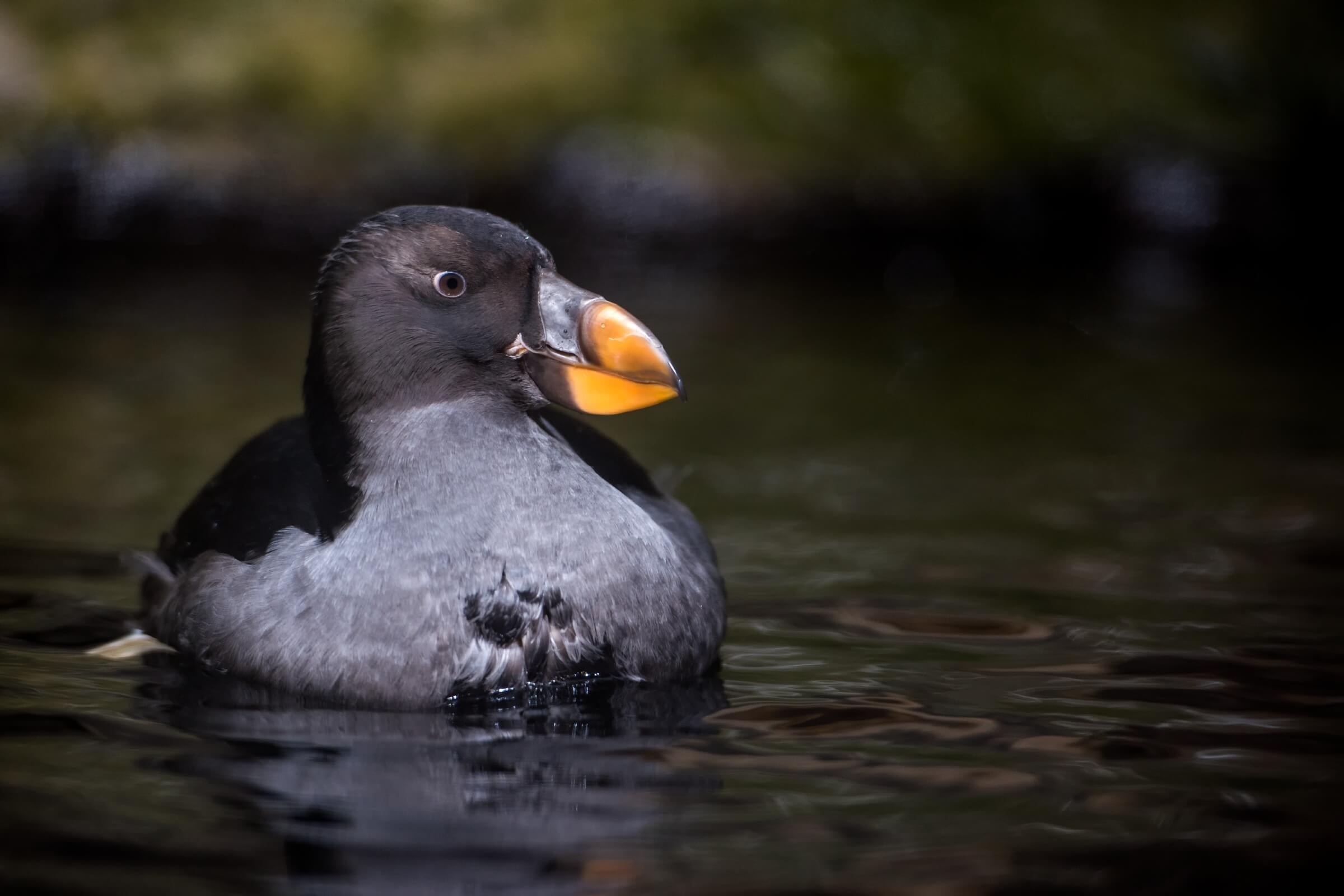 An adult tuffed puffin