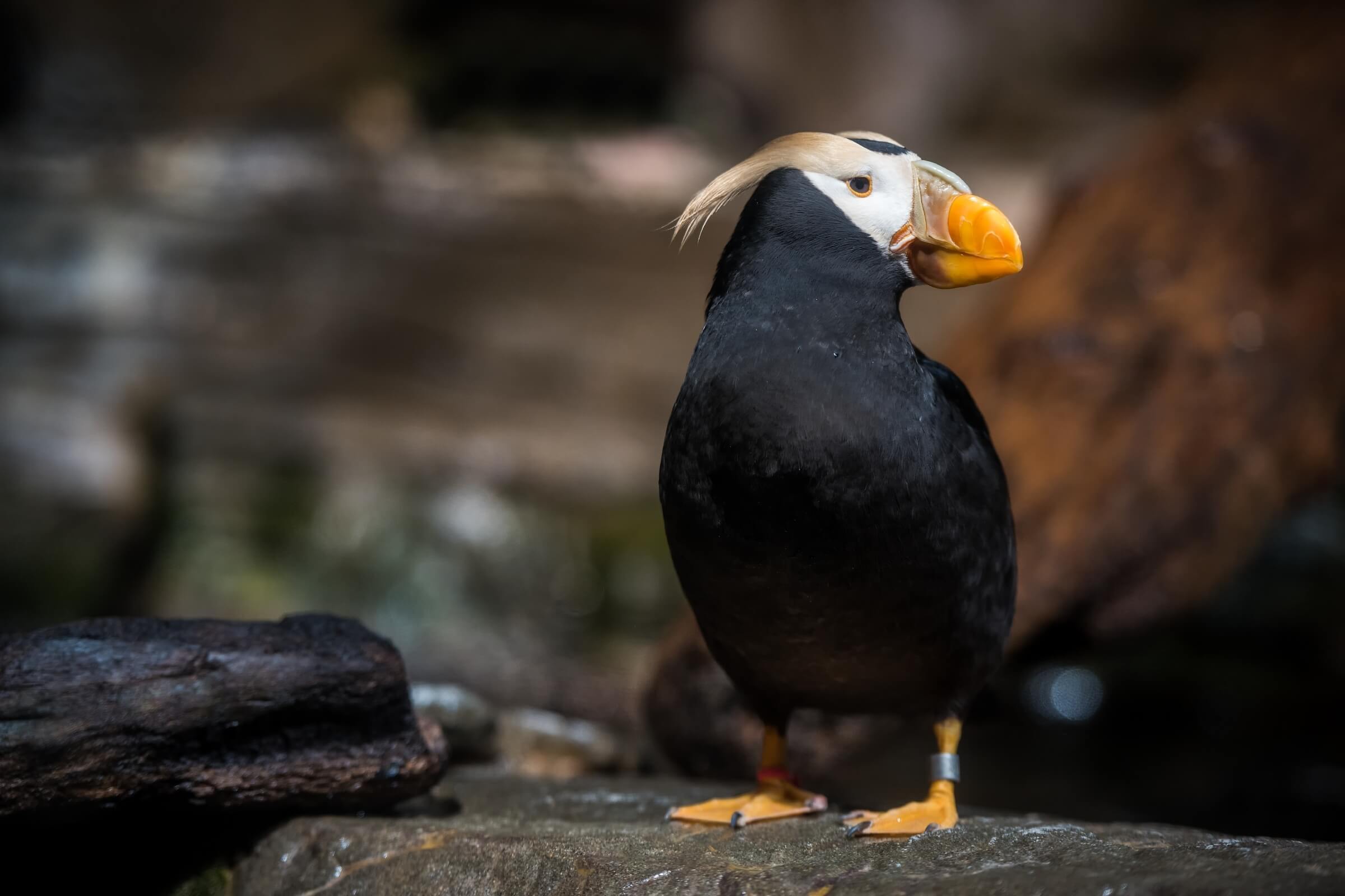 An adult tufted puffin