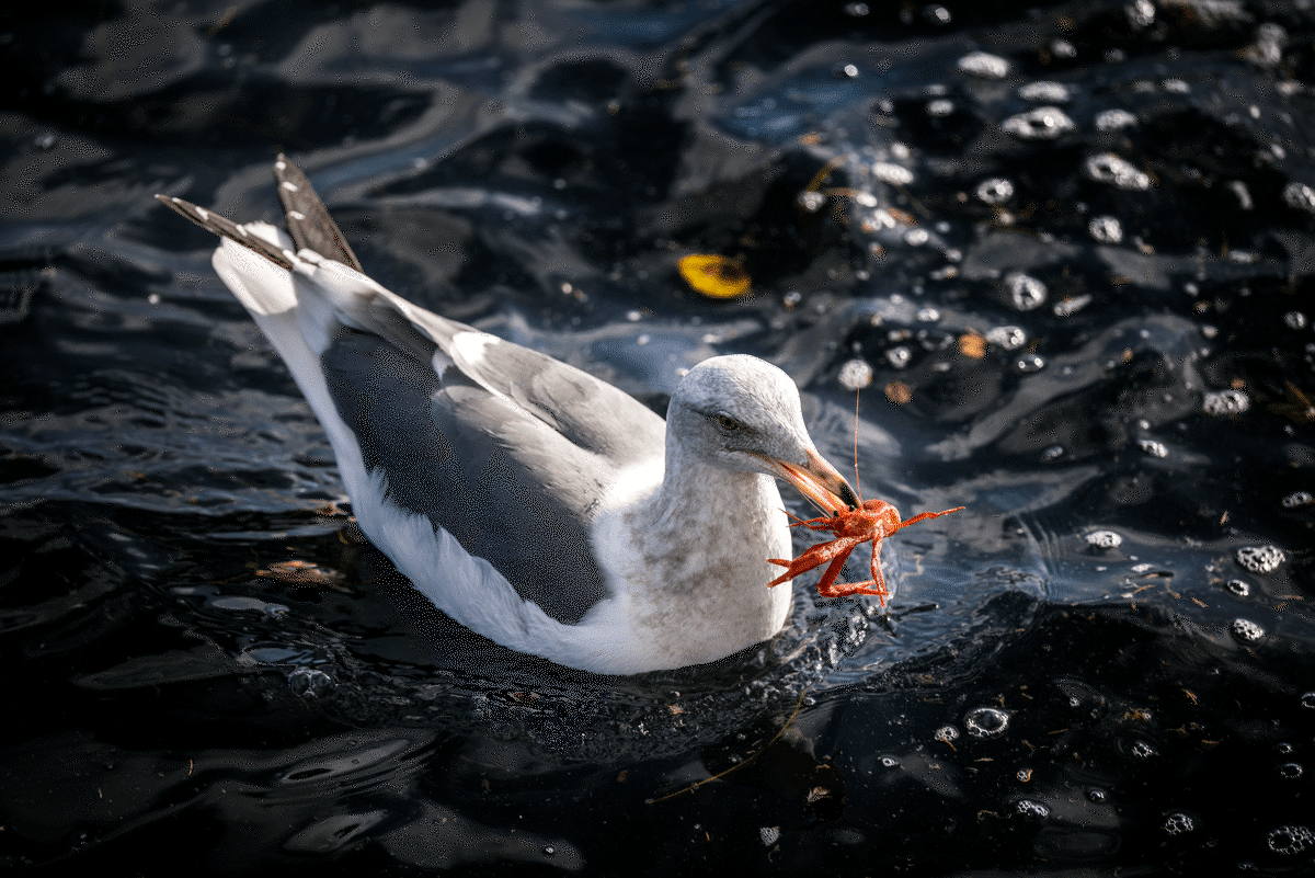 Top-down view of a Western gull feeding on a red pelagic crab in dark ocean water, with some bubbles surrounding it