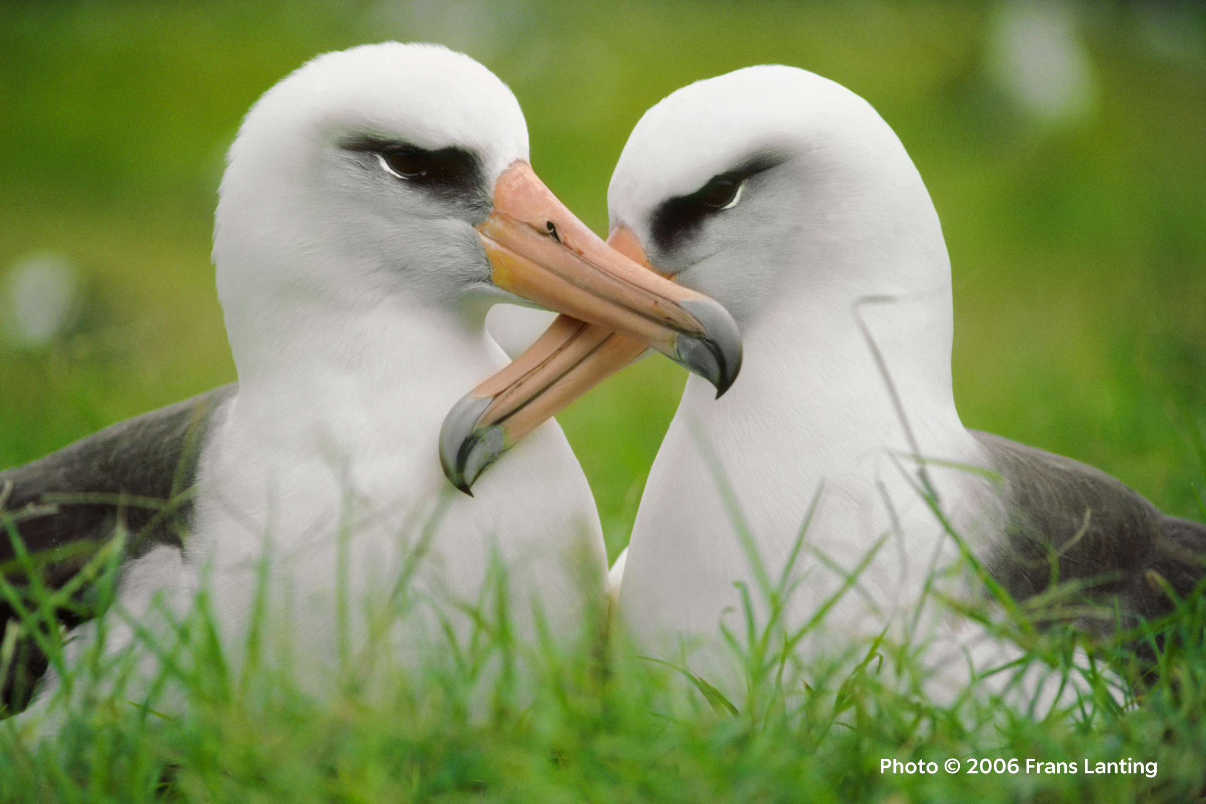 Two Laysan albatross birds sit nestled together crossing their beaks